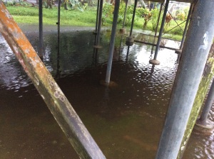 Care to swim ? - instant swimming pool underneath the house. Due heavy downpour...